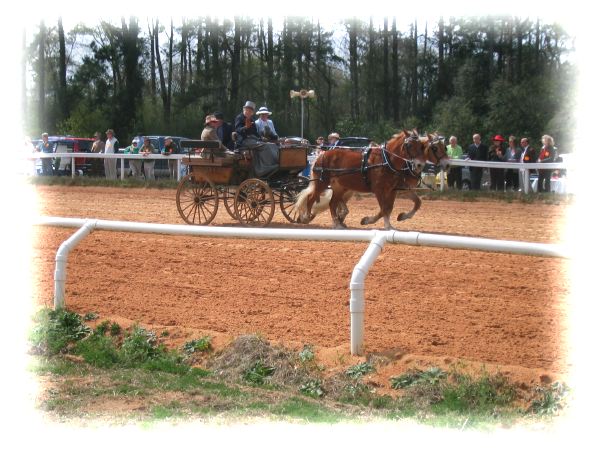2 pony carriage