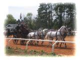 Carriage with 4 Greys