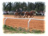 2 pony carriage