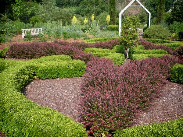 Crimson Pygmy Barberry