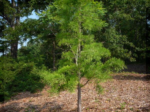 Shawnee Brave Bald Cypress