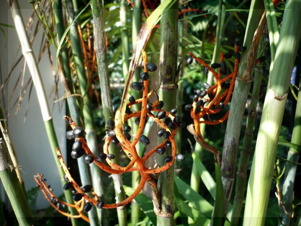 Chamaedorea erumpens