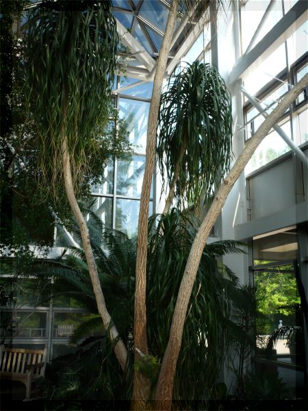 Beaucarnea recurvata Ponytail Palm