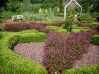 Crimson Pygmy Barberry