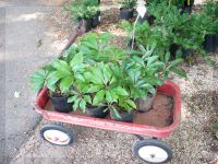 Helleborus for Ruth