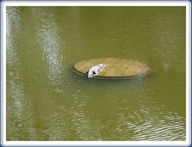 Alligator near Mum's Bench