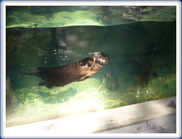 New otter exhibit