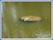 Alligator near Mum's Bench