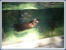 New otter exhibit