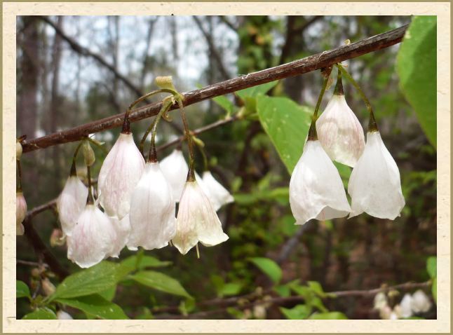 Halesia carolina