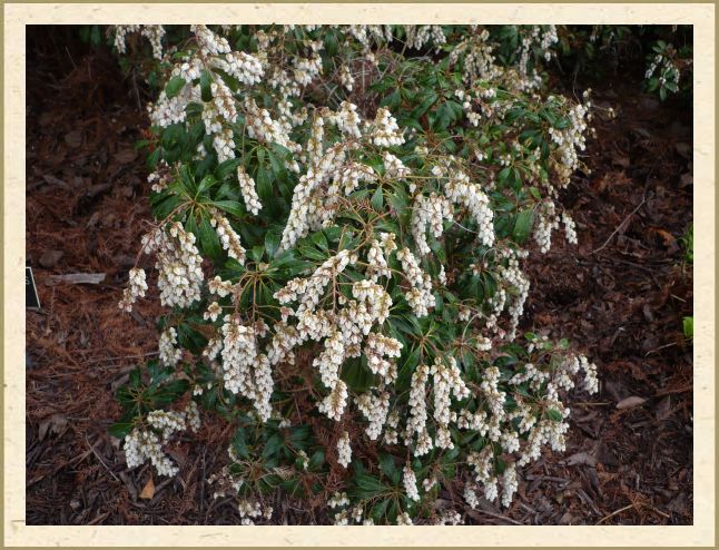 Pieris japonica ‘Valley Rose’