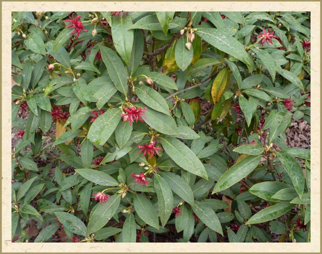 Illicium floridanum