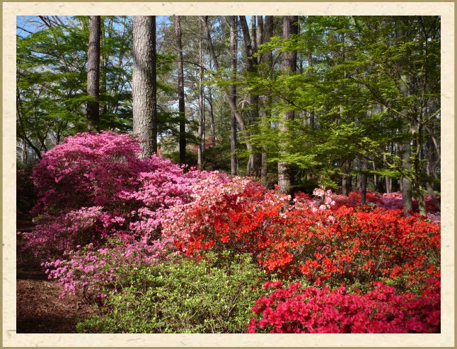 Azaleas