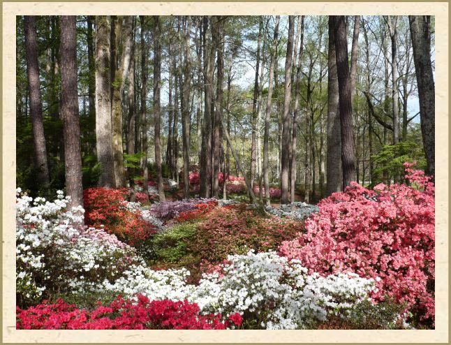 Azaleas