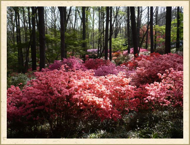 Azaleas