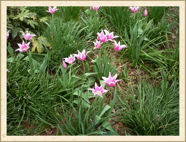 Tulips