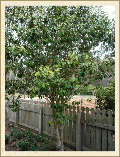 Michelia skinneriana
