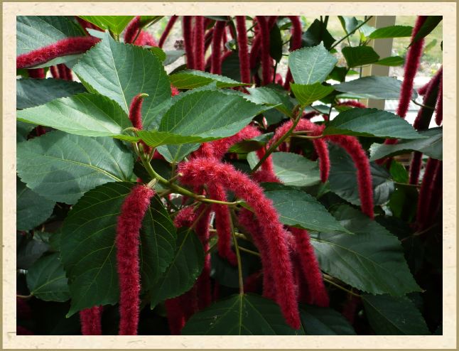 Acalypha pendula