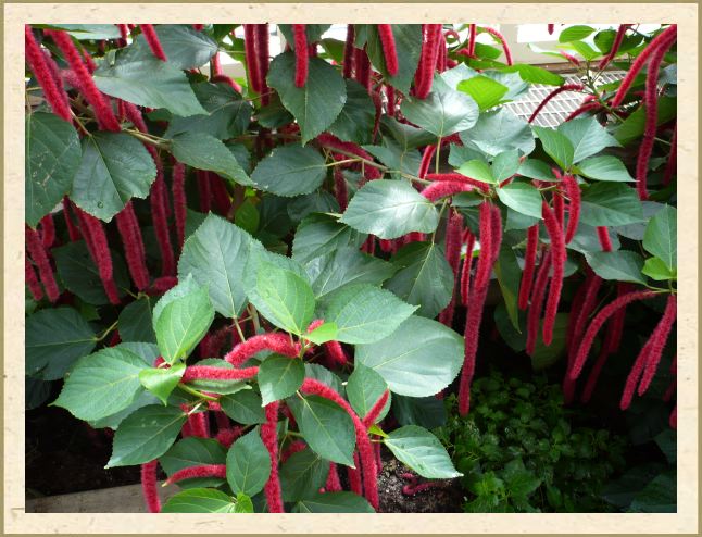 Acalypha pendula