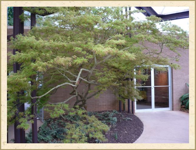 Acer palmatum