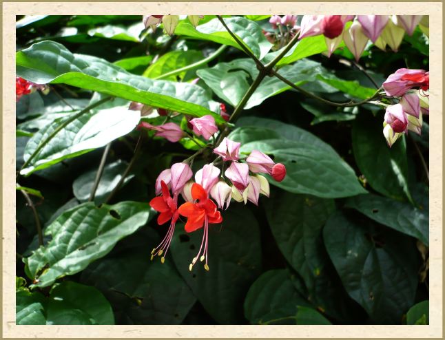 Clerodendron thomsoniae ‘Delectum’