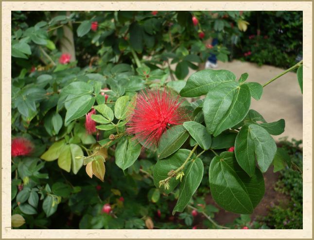 Calliandra schultzei ‘Rose Cascade’