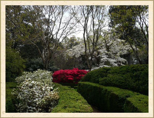 Azaleas at Hills and Dales