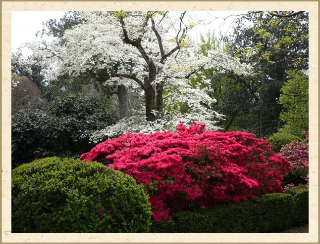 Azaleas and Dogwoods