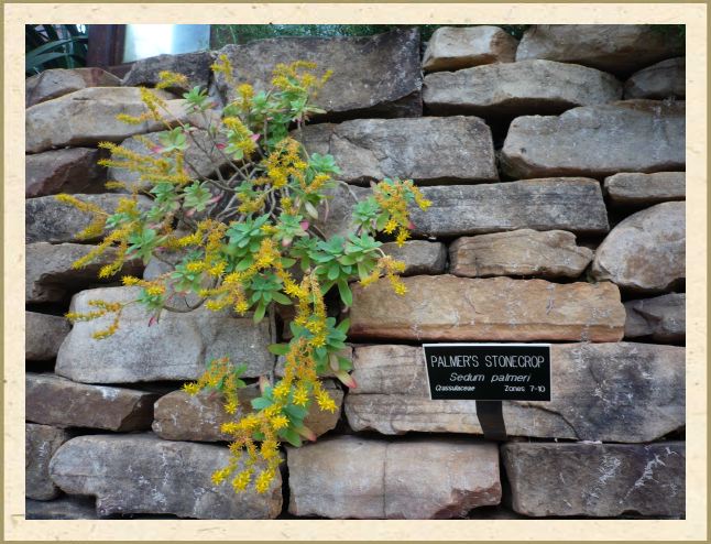 Sedum Palmeri