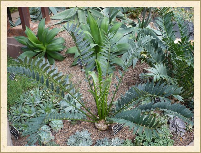 Encephalartos horridus