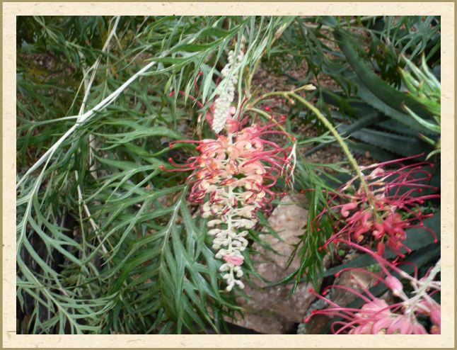 Grevillea 'Mason's Hybrid'