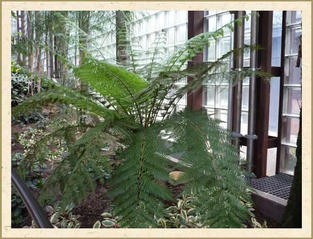 Dicksonia antarctica