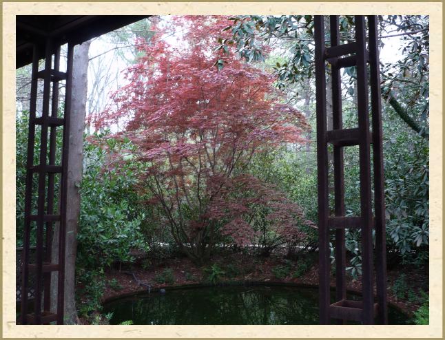 Acer palmatum