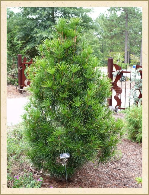 Japanese Umbrella Pine