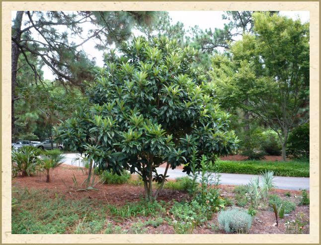 Nice shapely Loquat