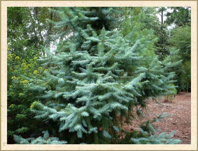 Blue China Fir