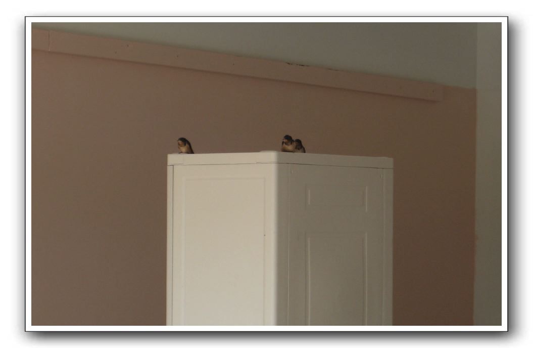 Swallows in the garage - first residents