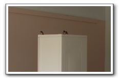 Swallows in the garage - first residents
