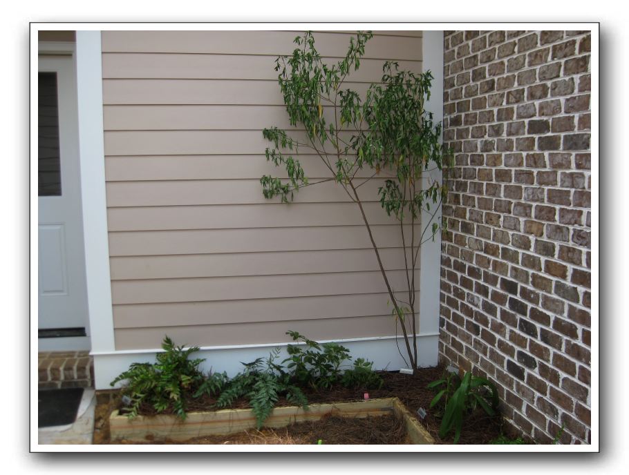 Cassia and ferns have a home