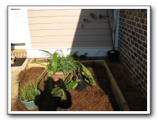 Courtyard raised bed TV room side