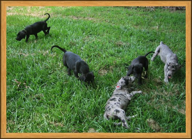 Cleo (yellow collar) and 4 sisters