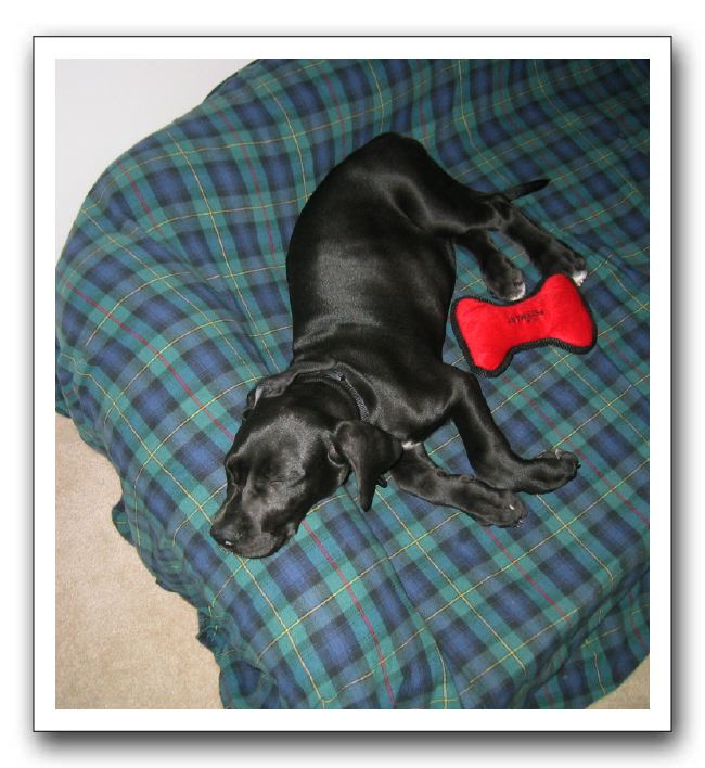 Snoozing on Bertie's sofa