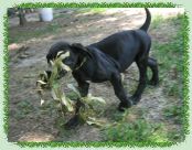 Cleo 6/18 with branch