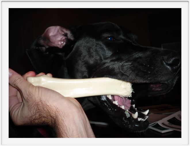 Hold my bone