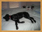 Cleo and Sparky Relaxing