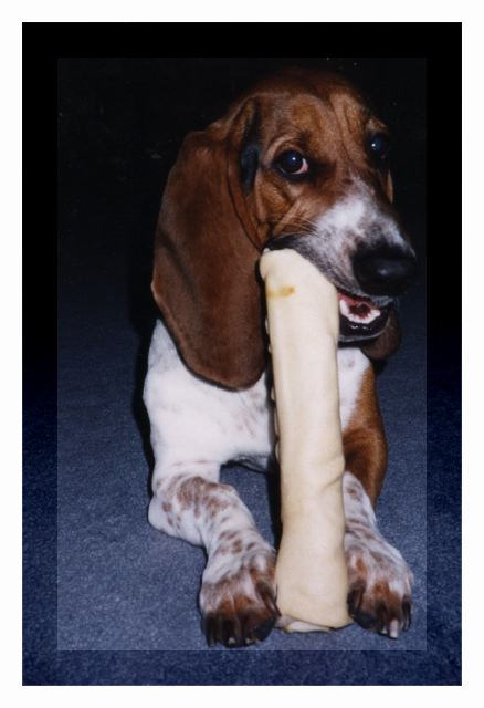 Bertie and his bone