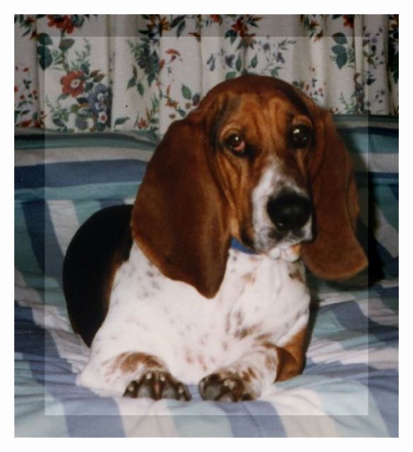 Bertie on the bed