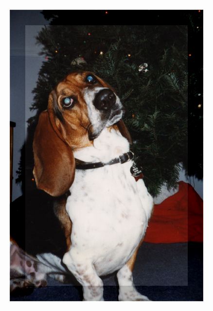 Bertie and the Xmas tree