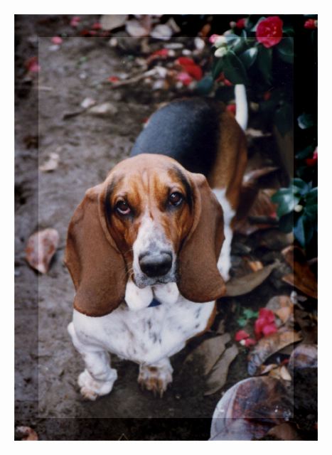 Bertie in the garden