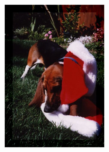 Playing with his Xmas hat